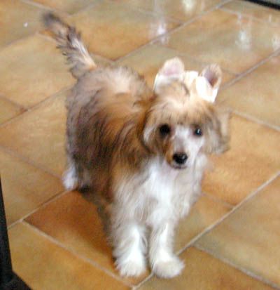 Oriental Jokes Dancing Queen