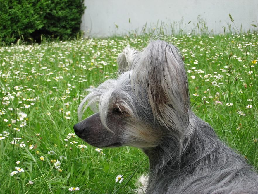 Oriental Jokes Dark Vador