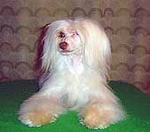 Dgentli Bon Small Smile