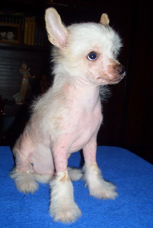  Kranar Zigzag Vitality