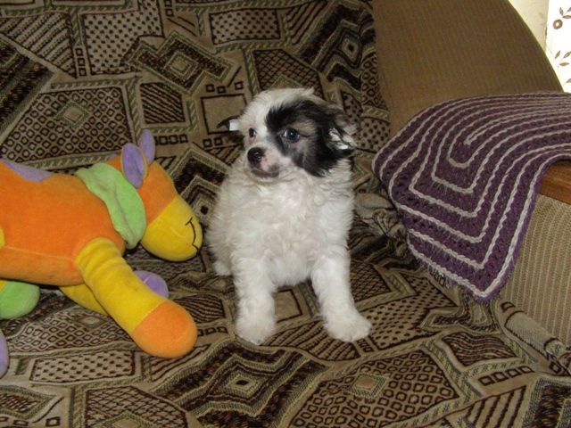 Atlant Kordiall Kayf