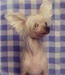 Kitaiskyi Talisman Valensia