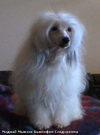 Midnight Music  B'yutiful Sinderella 