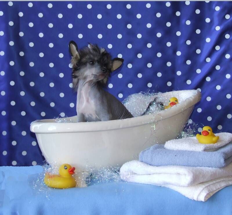 Whispering Ln' Freak On A Leash