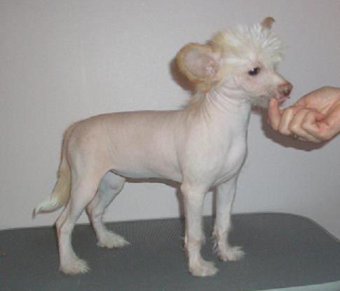 Absolute Magic's Crazy La La La