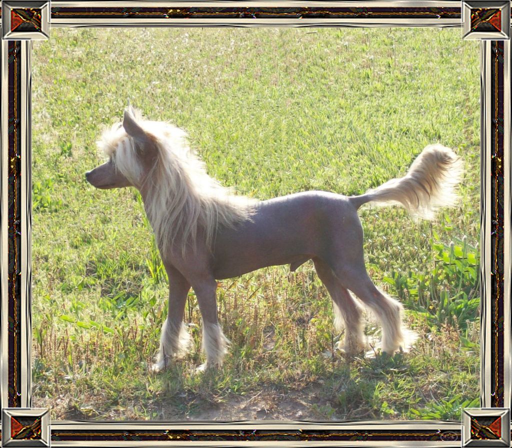 Deekays Trinity Coat Of Arms