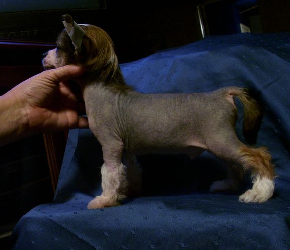 Spiritual Gun Powder