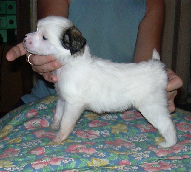 Tamerlan Beshtau Evrovideniya Zvezda