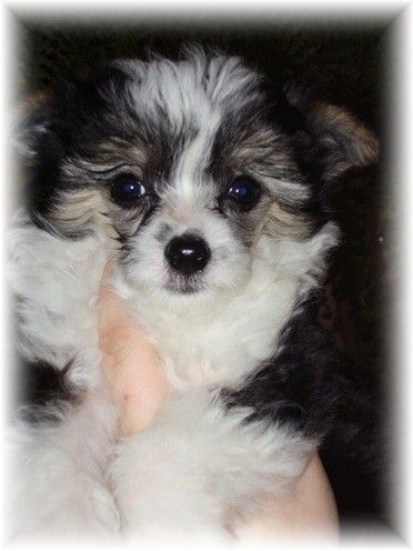 Eschinta od Teareibi