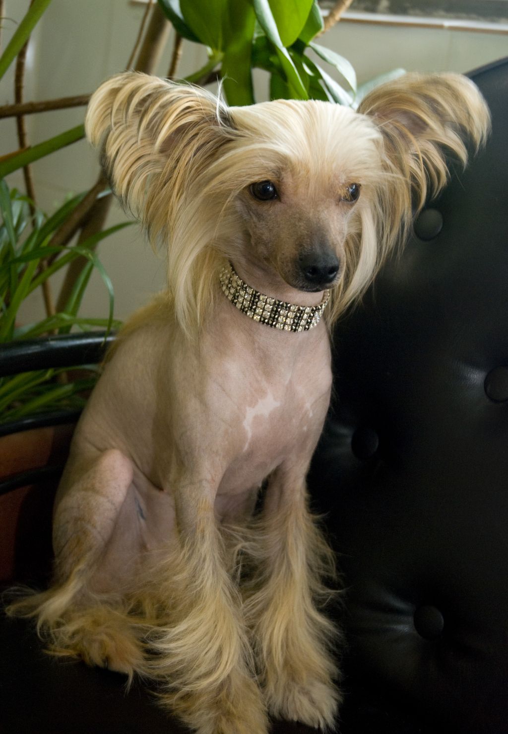 True Magnifisen Priscilla Diamond