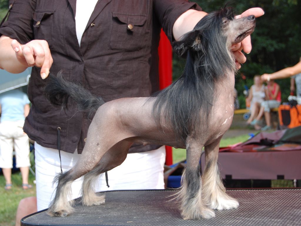 True Magnifisen Perpetum Mobile