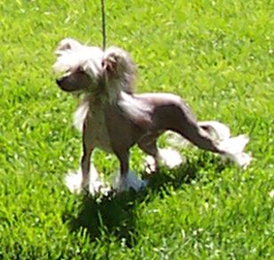 Hampshire Tine Bitty Bella