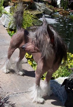 Hampshire Stylized Bladerunner