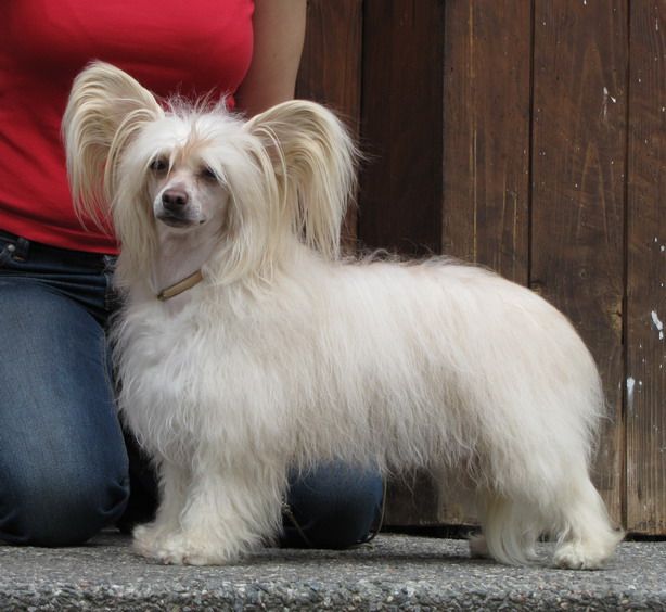 Konishiki Astrella Celeste