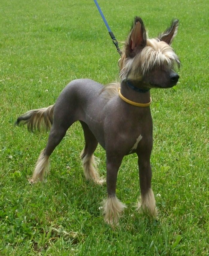 Pascal z Jasne hvezdy