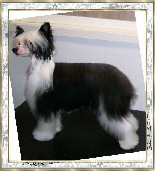 Apache's Wizard Of Roase