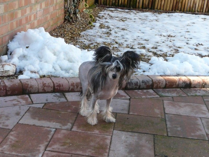 Specjal Edition Galus Due