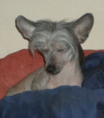 Ave Concorde Shen Li