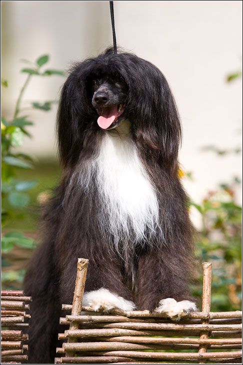 Sweet Moment Galus Due