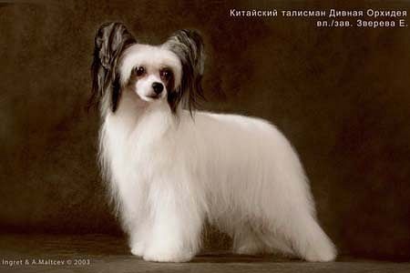 Kitaiskiy Talisman Divnaya Orchidea