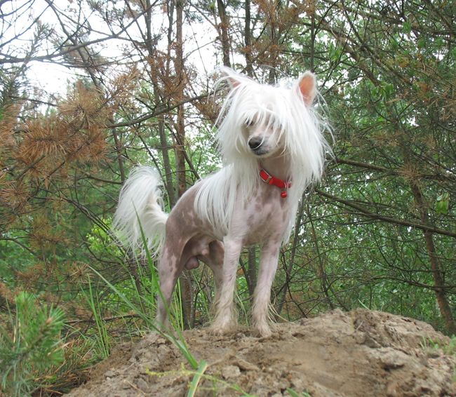 Angel O' Check Uels Glamur Belui Alf