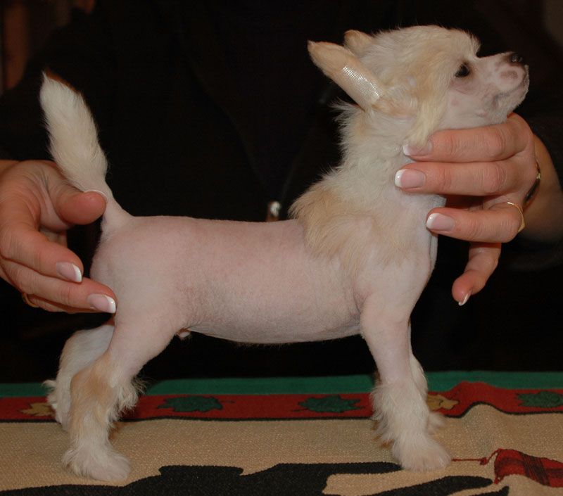 Guyzmo Little Champs