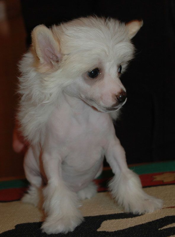 G.P.Harley Little Champs