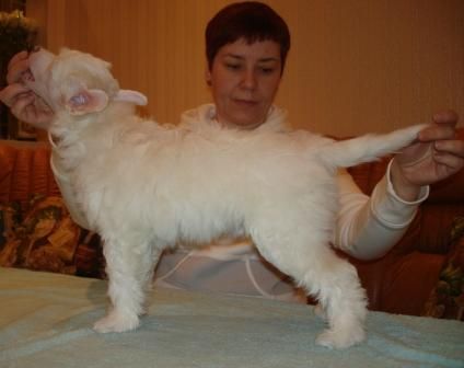 Kredo Festa Dawn Wind