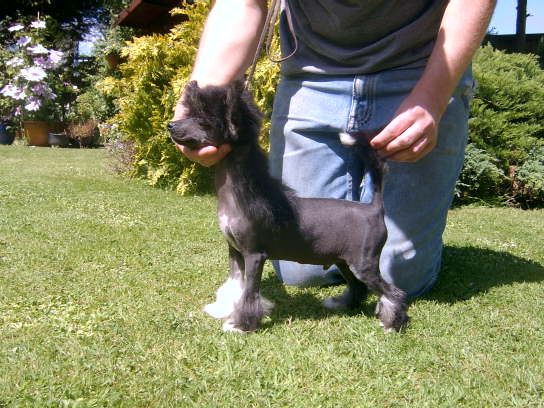 Vanitonia Phoenix Rising