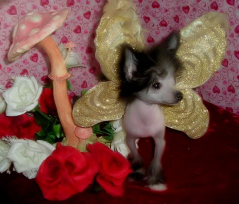 Topshelf Minnie Mouse Luv's Martini's