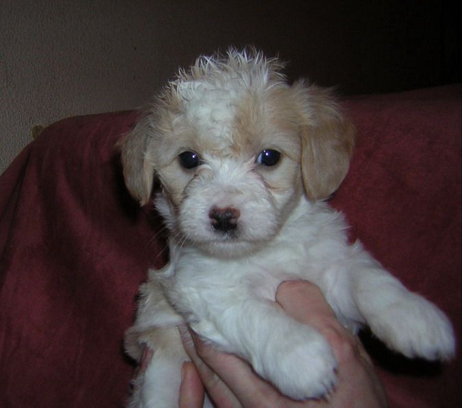 Unkas Shi Dji iz Zelenoy Roshi