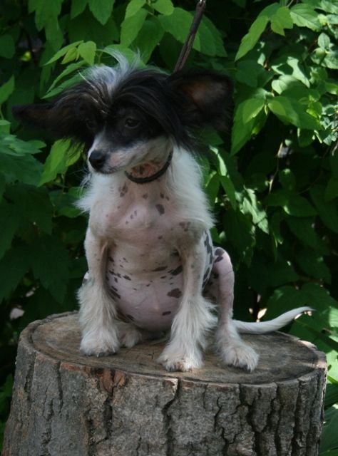 Vellar Pljus Ontariya Silk Ksolo Club