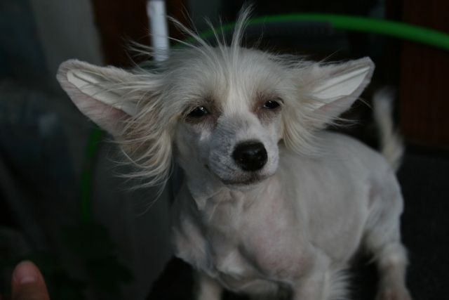 Vellar Pljus O'MIRTA Ksolo Club