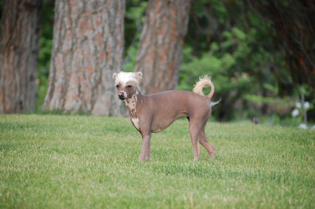 Foxtail Fancy Carlie Jean