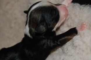 Søgne Heden's A Angel Is Born