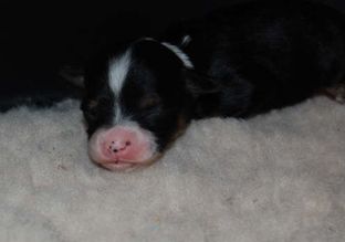 Søgne Heden's A Star Is Born