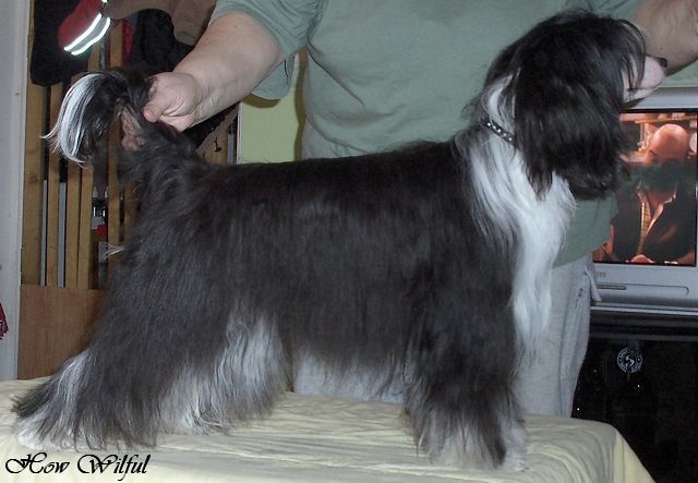 Tippytoes Seductress