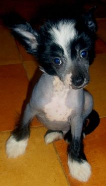 Tippytoes Sexquisite