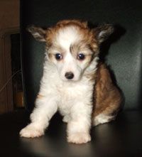 Ittybitty Shimmering Star