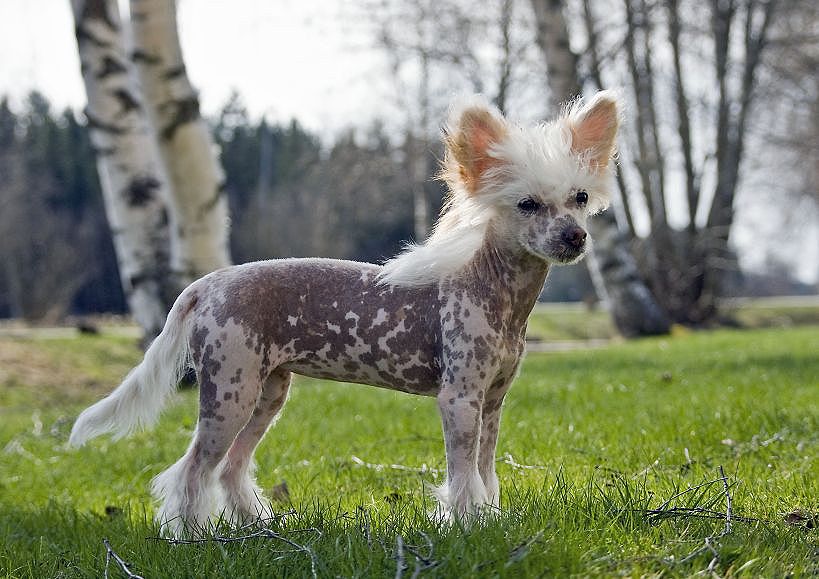 Magic'N Mystic Incredible Angel