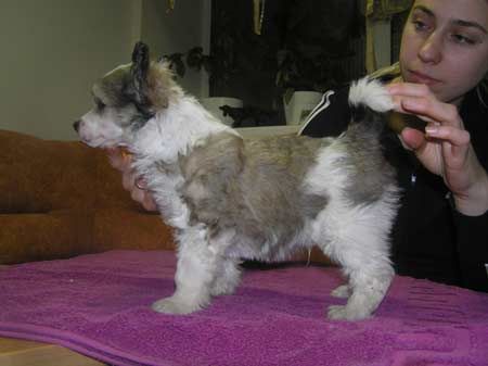 Leon Fleur De Lis Willi Wong