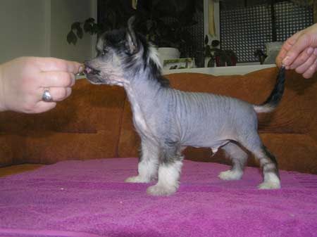 Leon Fleur De Lis Winsent Wen