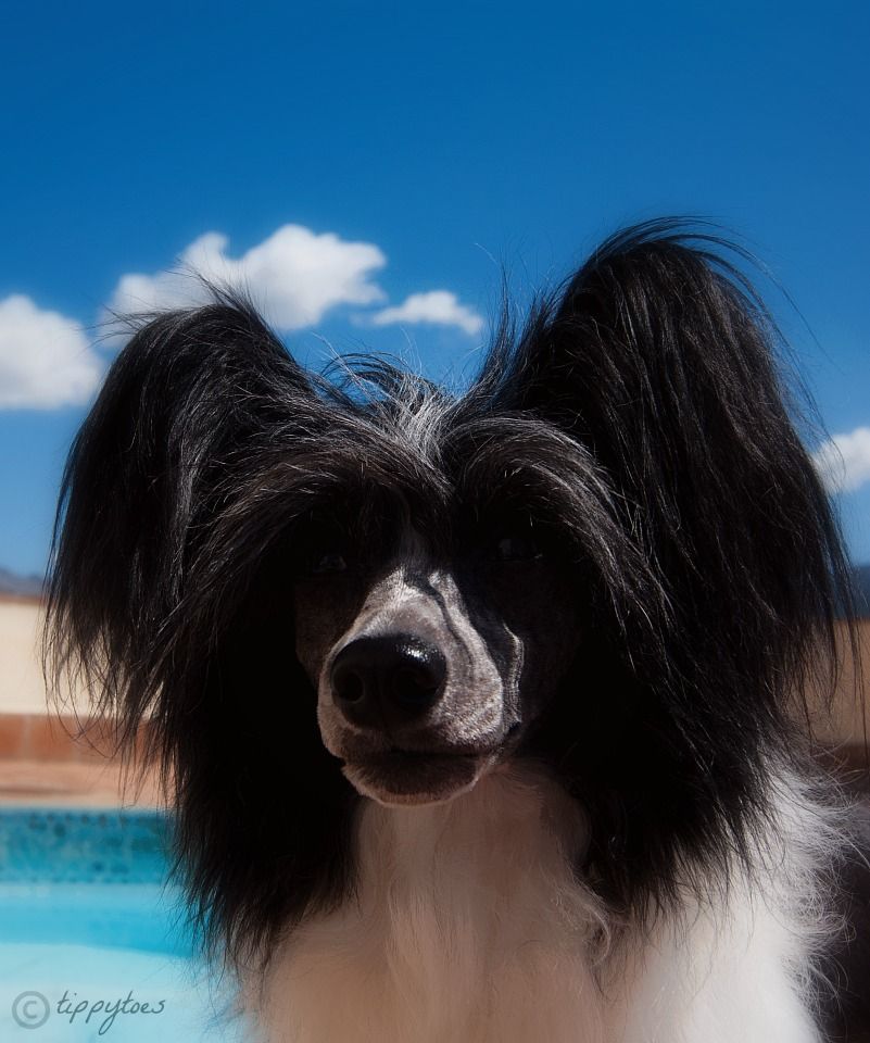 Tippytoes Le Petit Miracle