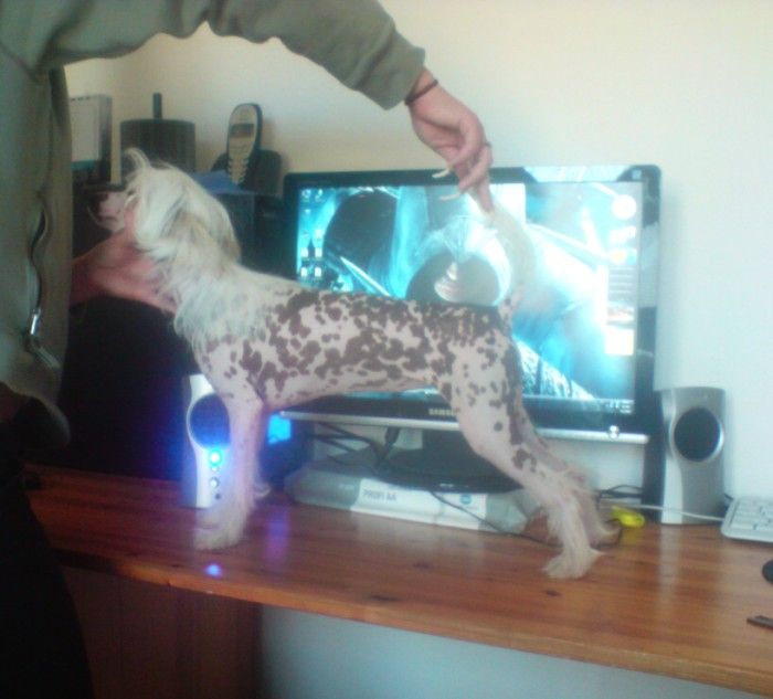 Atama Aigi ze Shetlandu