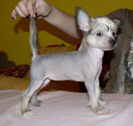 Athina Tia ze Shetlandu