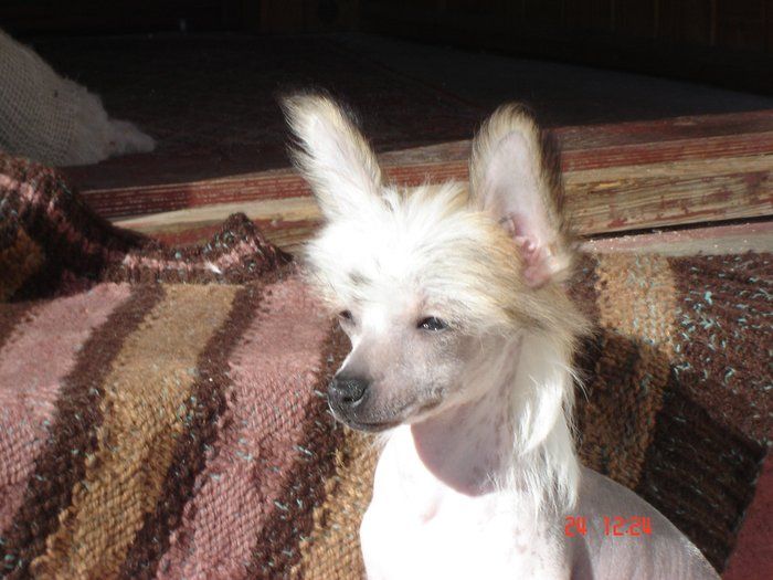 Ali-Li-Sun ze Shetlandu