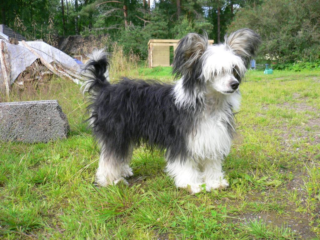 Magic'N Mystic Image Of A Legend 