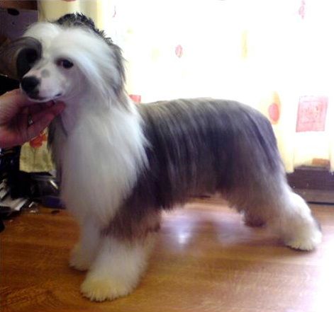 Liddyleaze James Dean 