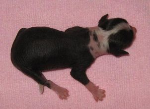 Fiabella's Lady Diadora