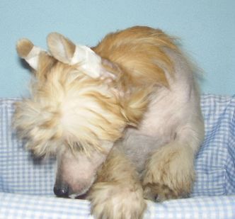 Barbacoma(FCI)Bouzouki Music